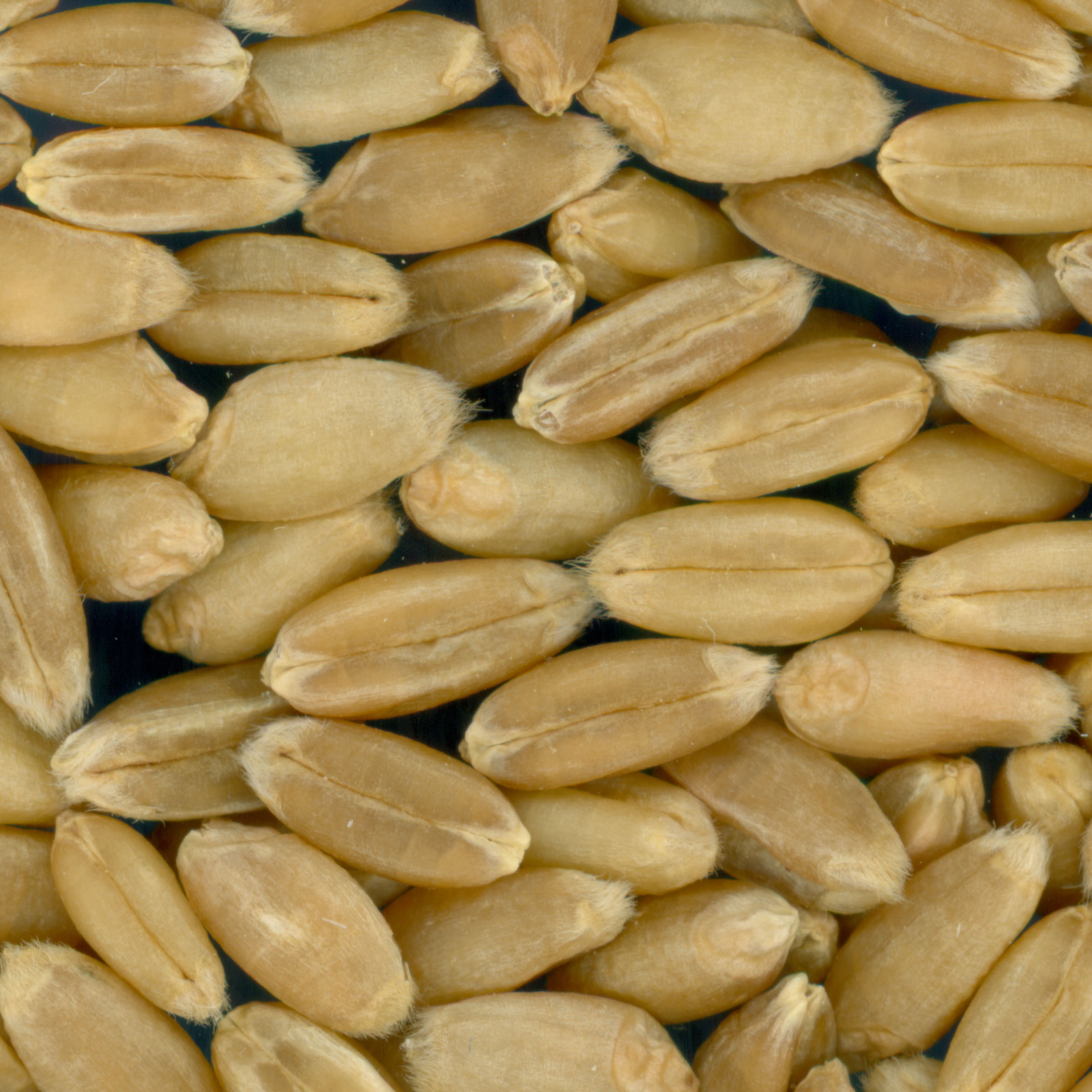 Click for 3 image(s) for this accession. KERNELS